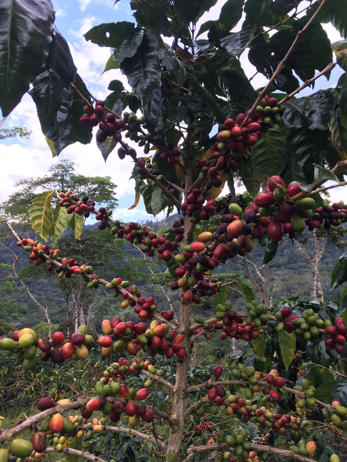 SAMYJU x Peru