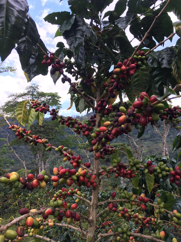 SAMYJU x Peru
