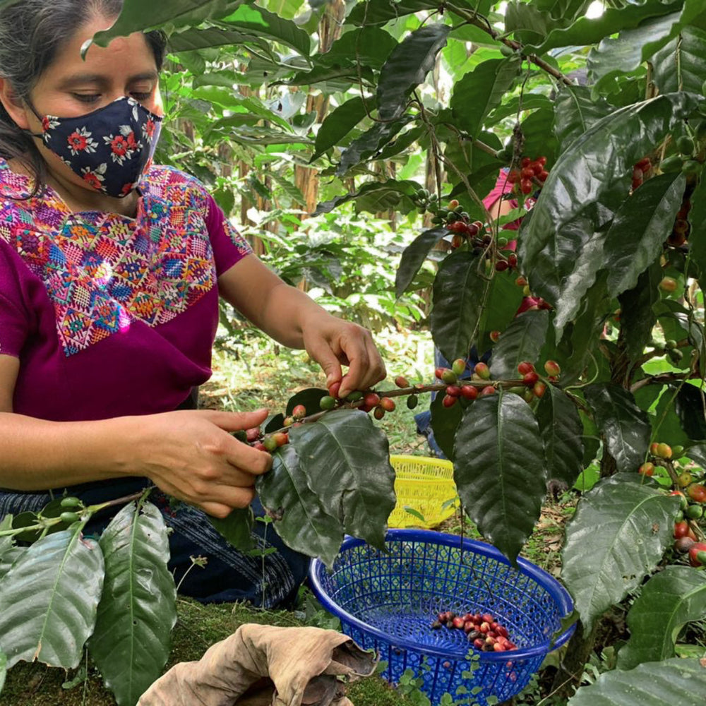 SAMYJU x Guatemala