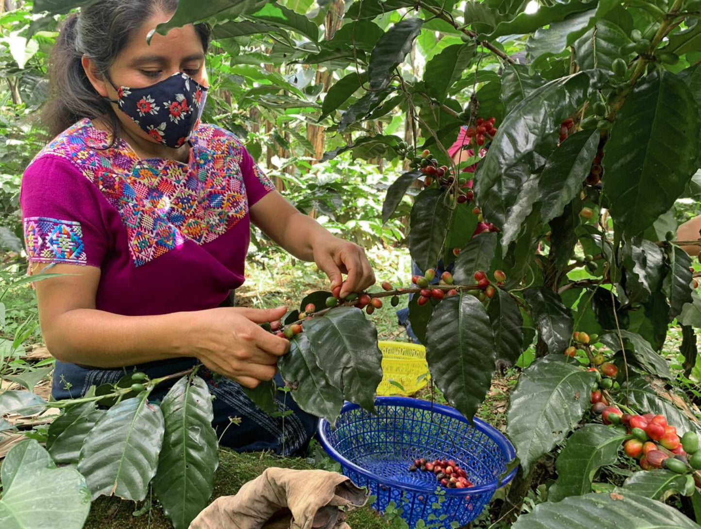 SAMYJU x Guatemala