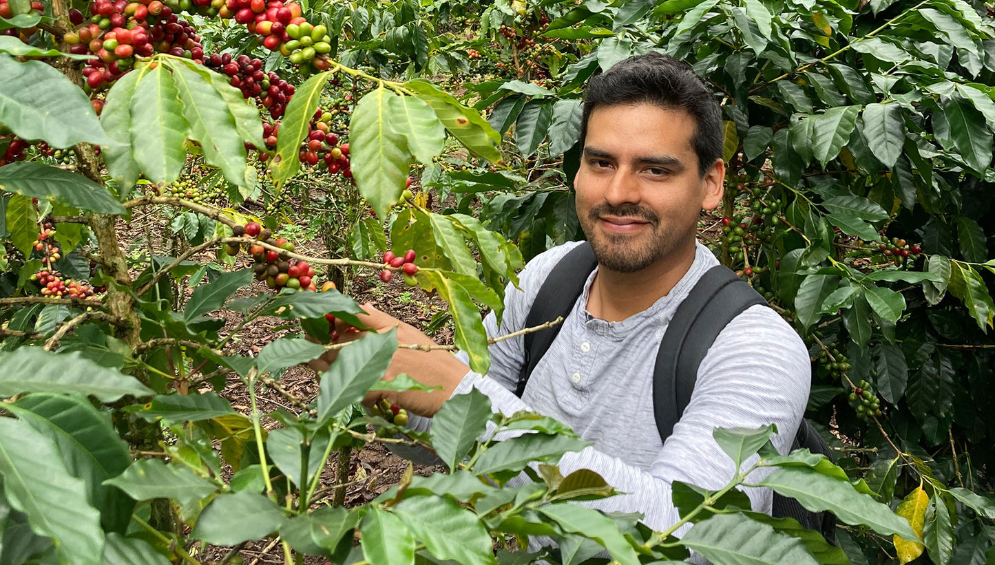 Bild von einem Kaffee-Anbaugebiet, Kaffeebohnen.