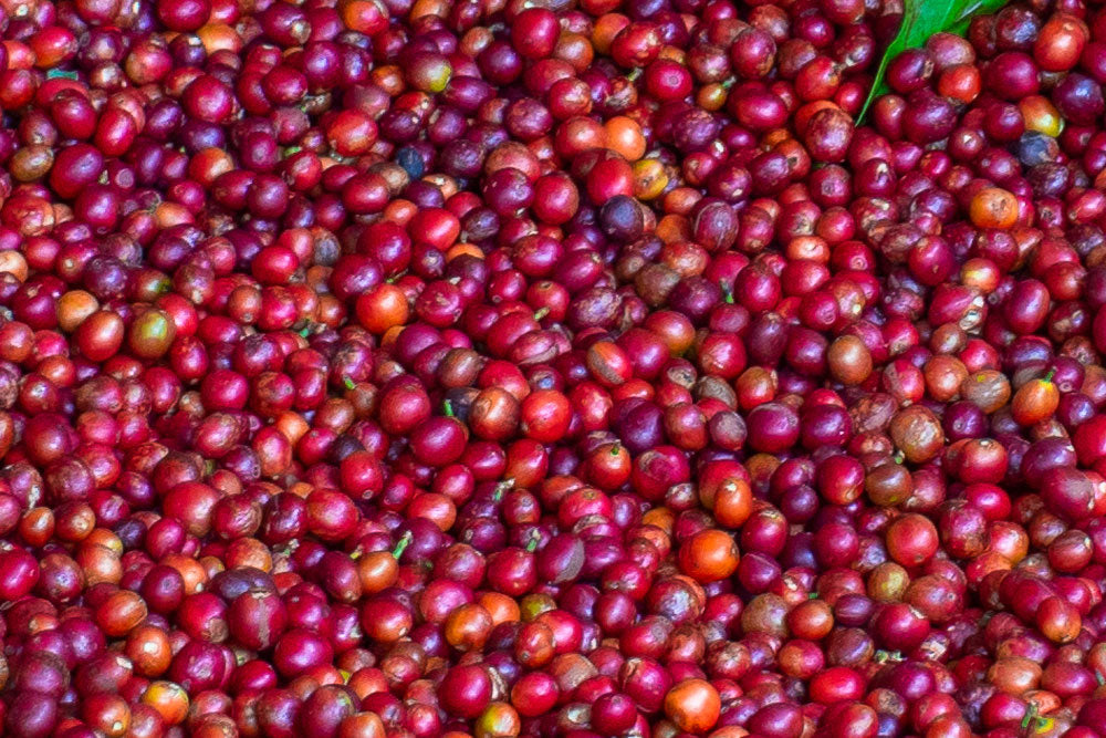 SAMYJU Kaffeerösterei